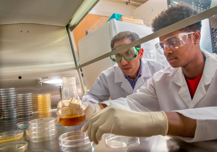 Two scientists wearing lab coats, safety goggles, and gloves work together in a laboratory, examining a flask with amber liquid and petri dishes inside a biosafety cabinet.