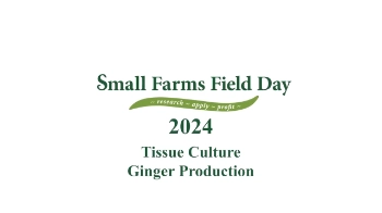 Promotional graphic for Small Farms Field Day 2024. The text is displayed in green on a white background. The event slogan, "research - apply - adapt," is placed on a curved green banner below the title. The focus topic for the event is "Tissue Culture Ginger Production."